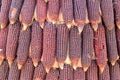 Purple dried corn bundle together