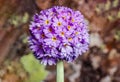 Purple drumstick primrose flower Primula denticulata