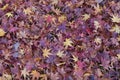 Purple dry maple leaf fallen on ground