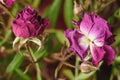 Purple dry rose flowers Royalty Free Stock Photo