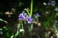 Purple dune flowers Royalty Free Stock Photo