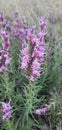 Purple dusk Wildflowers