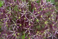 Purple dutch garlic flower in close up