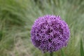 Purple dutch garlic flower