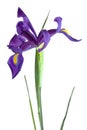 Purple Dutch Iris against White