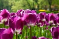 Purple Dutch tulip Tulipa Royalty Free Stock Photo