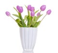 Purple Dutch tulips Royalty Free Stock Photo