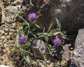 Purple Dwarf Desert Knapweed Thistle