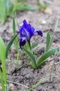 Purple dwarf iris