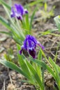 Purple dwarf iris