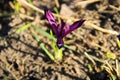 Purple dwarf iris flower on flowerbed