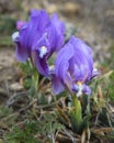 Purple Dwarf iris flower or Iris pumila in coastal hills Royalty Free Stock Photo