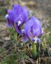 Purple Dwarf iris flower or Iris pumila in coastal hills