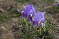 Purple Dwarf iris flower or Iris pumila in coastal hills Royalty Free Stock Photo