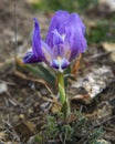 Purple Dwarf iris flower or Iris pumila in coastal hills Royalty Free Stock Photo