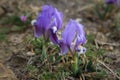 Purple Dwarf iris flower or Iris pumila in coastal hills Royalty Free Stock Photo