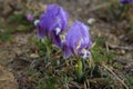 Purple Dwarf iris flower or Iris pumila in coastal hills Royalty Free Stock Photo