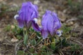 Purple Dwarf iris flower or Iris pumila in coastal hills Royalty Free Stock Photo