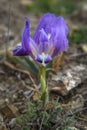Purple Dwarf iris flower or Iris pumila in coastal hills Royalty Free Stock Photo