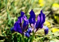 Purple dwarf iris or iridaceae flower with soft green bokeh