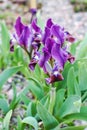 Purple dwarf iris