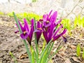 Purple dwarf irises