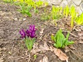 Purple dwarf irises