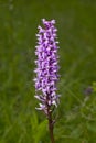 Purple Early Marsh orchid blossom