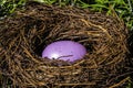 Purple Easter Egg in Birds Nest