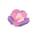 Purple Echeveria in Flat design style, vector oil painted Echeveria Pearl von Nurnberg on white isolated background, isolated