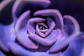 Purple Echeveria is a succulent evergreen perennial. Socket close-up. Royalty Free Stock Photo