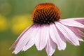 Purple echinacea closeup Royalty Free Stock Photo