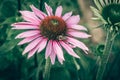 Purple echinacea flower with bee insect Royalty Free Stock Photo