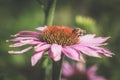 Purple echinacea flower with bee insect Royalty Free Stock Photo