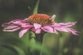 Purple echinacea flower with bee insect Royalty Free Stock Photo