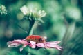 Purple echinacea flower with bee insect Royalty Free Stock Photo