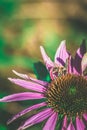 Purple echinacea flower with bee insect Royalty Free Stock Photo