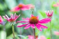 Purple Echinacea flower with shallow depth background