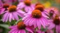 Purple Echinacea Flowers in Full Bloom: Closeup Shot Royalty Free Stock Photo