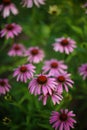 Purple echinacea flowers grow in the garden Royalty Free Stock Photo