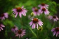 Purple echinacea flowers grows in the garden, closeup buds