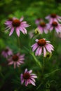 Purple echinacea flowers grows in the garden, closeup buds, side