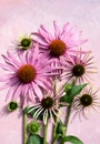 Purple echinacea flowers on a pink background with space for text. Poster, postcard, article Royalty Free Stock Photo