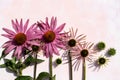 Purple echinacea flowers on a pink background with space for text. Poster, postcard, article Royalty Free Stock Photo