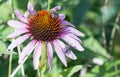 Purple Echinacea lower with a bee and two black & white striped flies resting