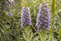 Purple Echium Fastuosum Or Pride Of Madeira, Blooming Evergreen Shrub. Beautiful Flower