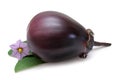 Purple Eggplant