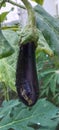 Purple eggplant