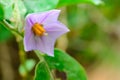 Purple eggplant flowers are blooming