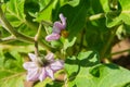 Purple eggplant flowers. Flower eggplant closeup.